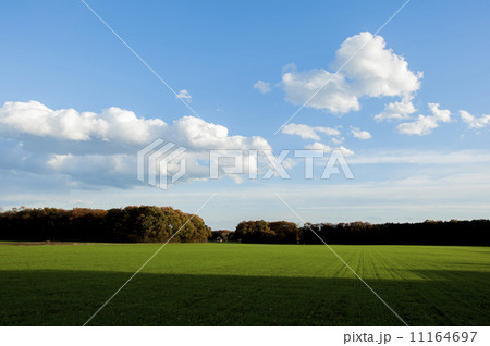 青空と緑のイメージ 11164697