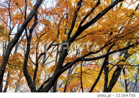森の中の紅葉 11164708