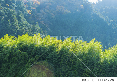 竹やぶにそそぐ秋風 11164720