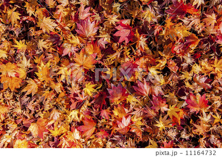 鮮やかな紅葉 11164732