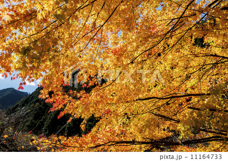 鮮やかな紅葉 11164733