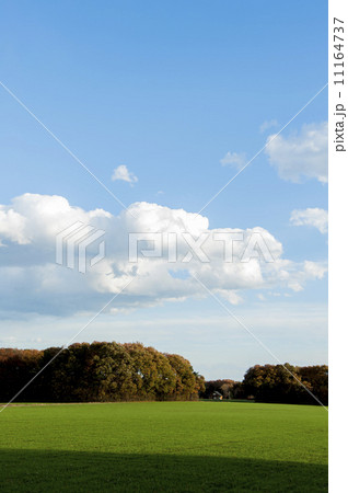 青空と緑のイメージ 11164737