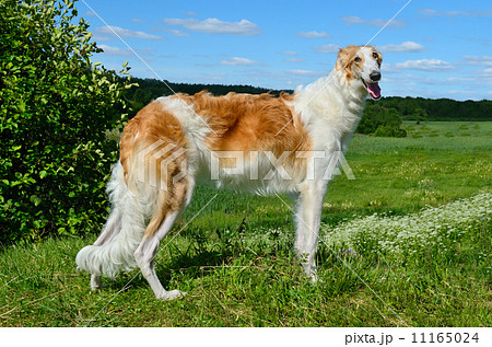 Borzoi dog 11165024