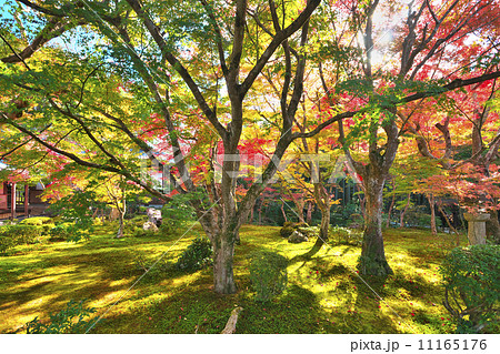 錦秋の圓光寺 11165176