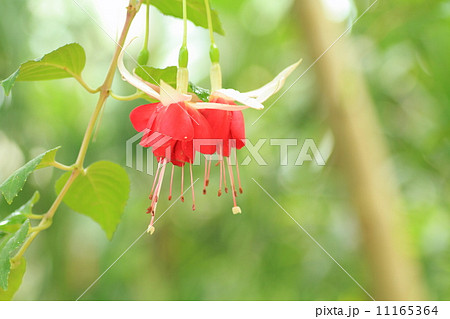 フクシアの花 フクシアの花 11165364