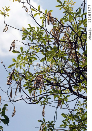 コガネノウゼンの花後 コガネノウゼンの花後 11165377