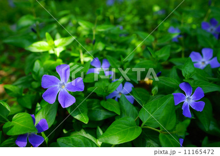 蔓日日草　ツルニチニチソウ　花　 11165472