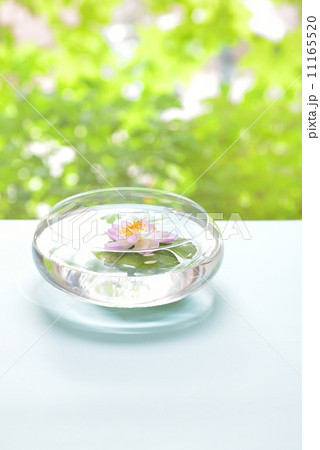 ガラスボウルにハス 11165520