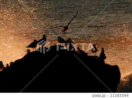 早朝の海 11165544