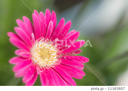 菊 11165607