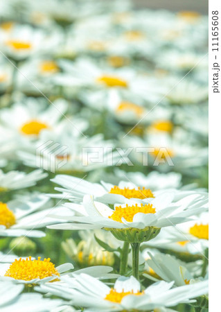 菊 11165608