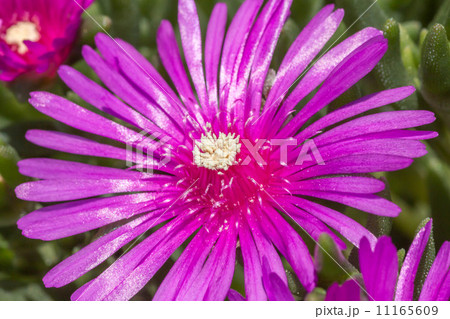 菊 11165609
