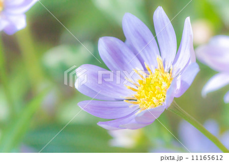 菊 菊 11165612