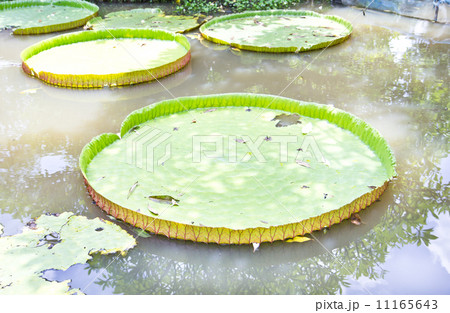 King lotus leaf at natural pool King lotus leaf at natural pool 11165643