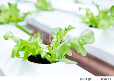 Fresh hydroponic vegetable in garden. 11165644