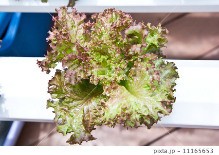 Fresh hydroponic vegetable in garden. 11165653