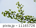 イチョウと空 11165726