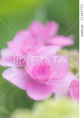 紫陽花 11165771