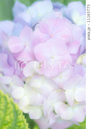 紫陽花 11165773