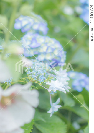 紫陽花 11165774