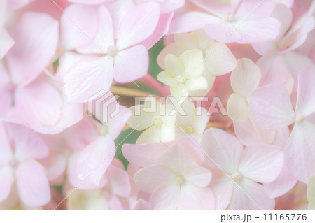 紫陽花 11165776