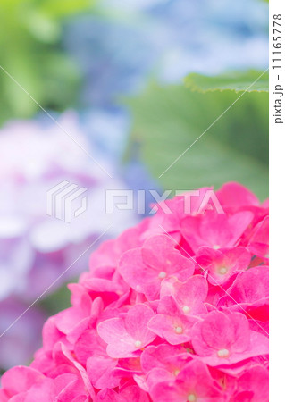 紫陽花 11165778