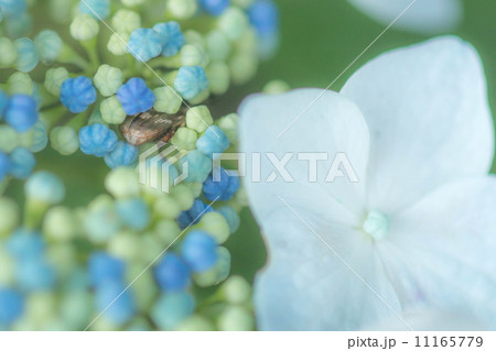 紫陽花 紫陽花 11165779