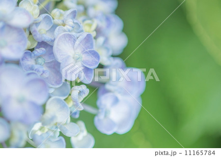 紫陽花 紫陽花 11165784