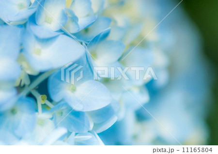 紫陽花 紫陽花 11165804