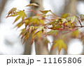 楓の新芽 11165806