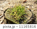 切り株に芝 11165816