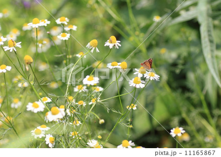 ハーブ　ジャーマンカモミールの花 11165867