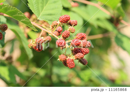 ブラックベリーの実 11165868