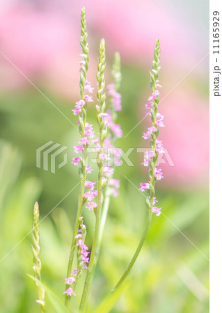 ねじ花 ねじ花 11165929