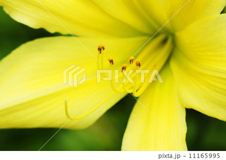 7月花 ヘメロカリス・ユリ科10 7月花 ヘメロカリス・ユリ科10 11165995