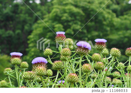 7月花　アーティチョーク・キク科82 11166033