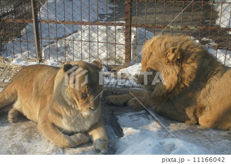 冬のライオン 冬のライオン 11166042