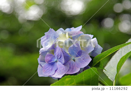矢田寺の紫陽花 11166292