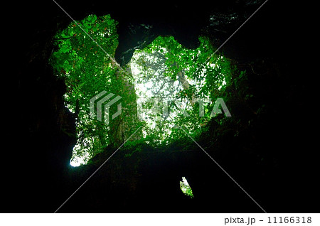 ウィルソン株 11166318