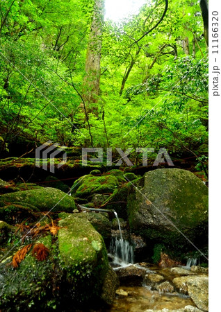 縄文杉登山 11166320