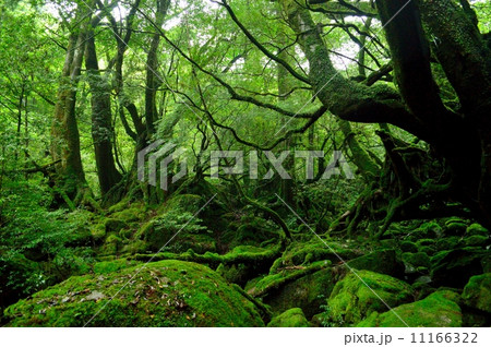 もののけ姫の森 11166322