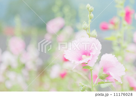 タチアオイ 11176028