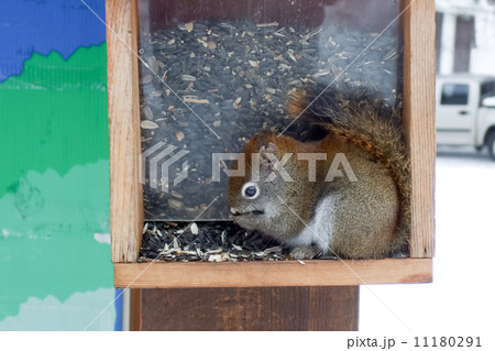 Squirrel feeding seeds in a bird feeder, Orangeville, Dufferin C 11180291