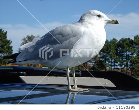 Close-up of a seagull Close-up of a seagull 11180299