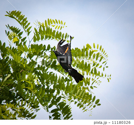 Low angle view of a crow flying, Tobermory, Ontario, Canada 11180326