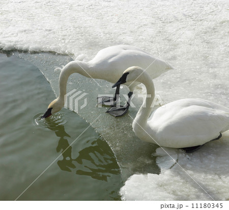 Ducks in sea, Orangeville, Dufferin County, Ontario, Canada Ducks in sea, Orangeville, Dufferin County, Ontario, Canada 11180345