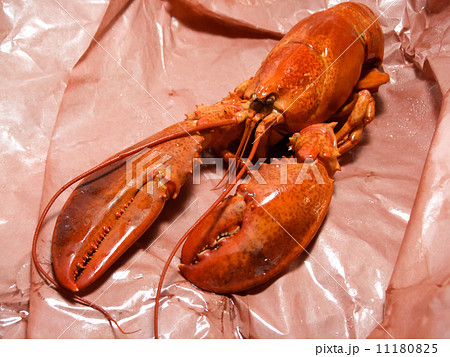 Close-up of a cooked lobster 11180825