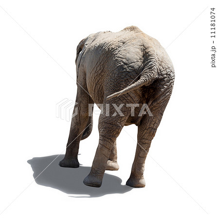 rear view of an elephant isolated on a white background rear view of an elephant isolated on a white background 11181074