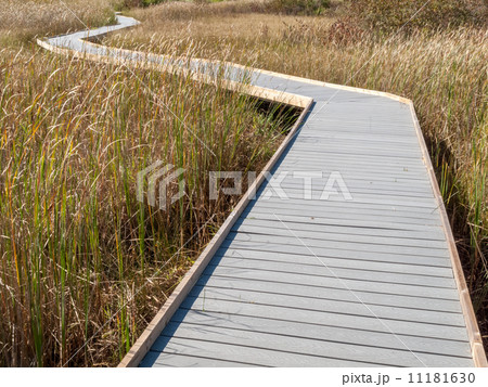 Boardwalk through marsh reeds Boardwalk through marsh reeds 11181630