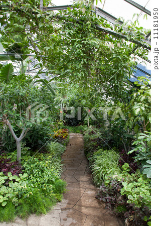 Plants in a greenhouse, Allan Gardens, Toronto, Ontario, Canada Plants in a greenhouse, Allan Gardens, Toronto, Ontario, Canada 11181950